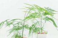 室內(nèi)如何科學(xué)的養(yǎng)殖文竹？
